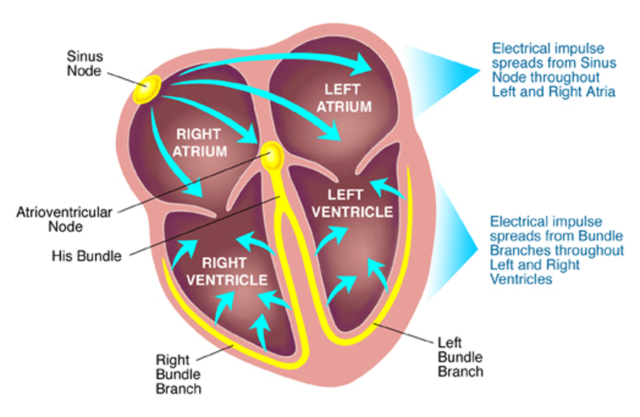 Abnormal Rhythms (Arrhythmia)